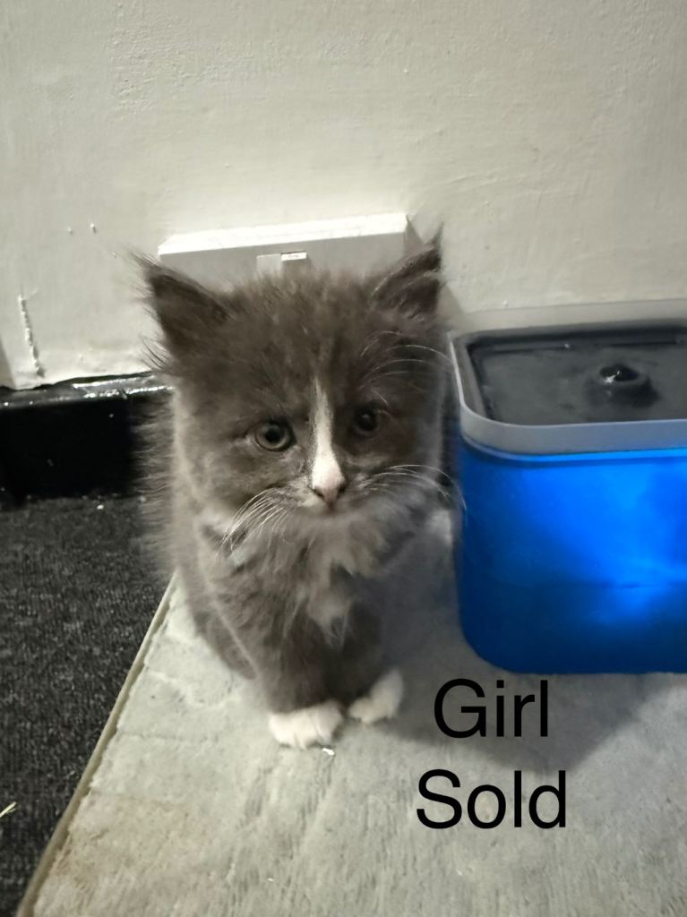 Kittens