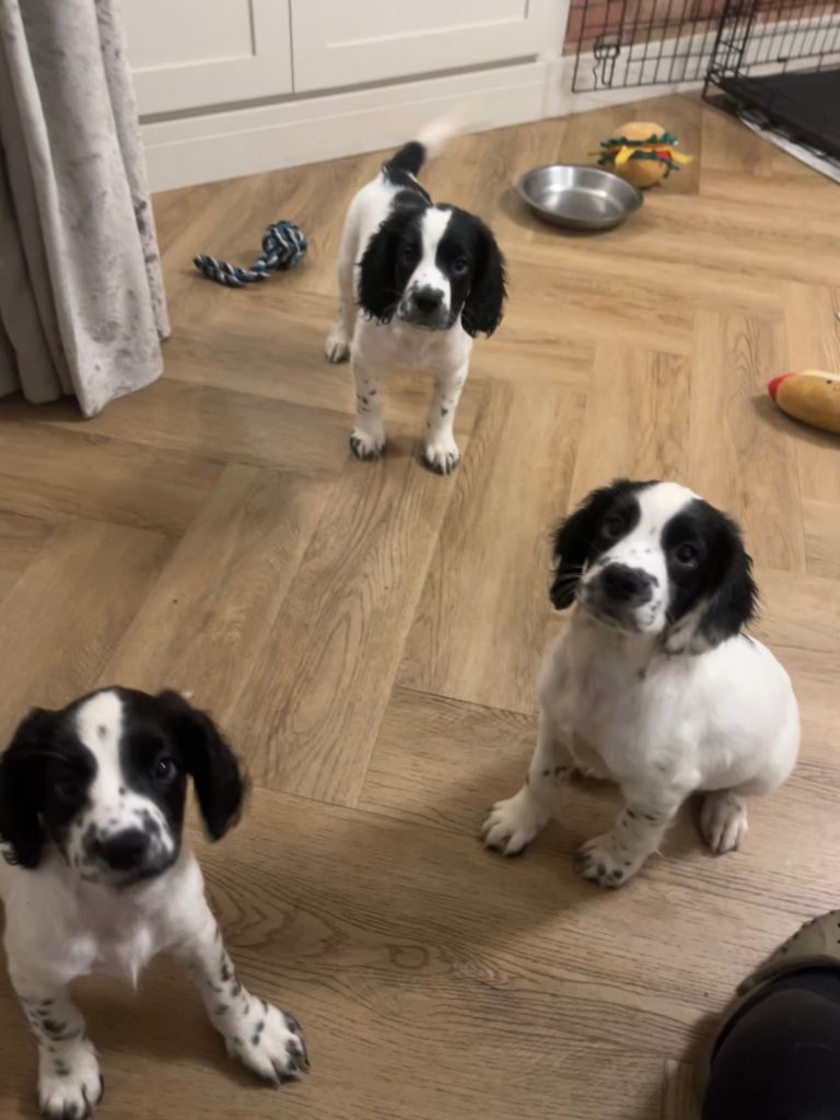 Sprocker Puppies from working stock only 2 left 