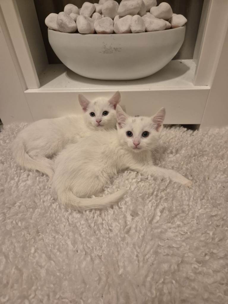 ✨️Stunning female kittens ✨️[PLEASE READ]
