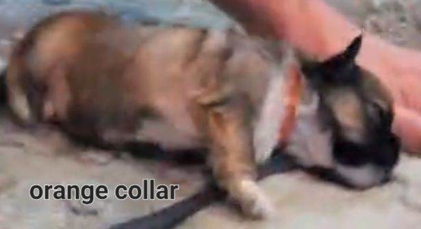 Lhasa apso boy puppies for sale