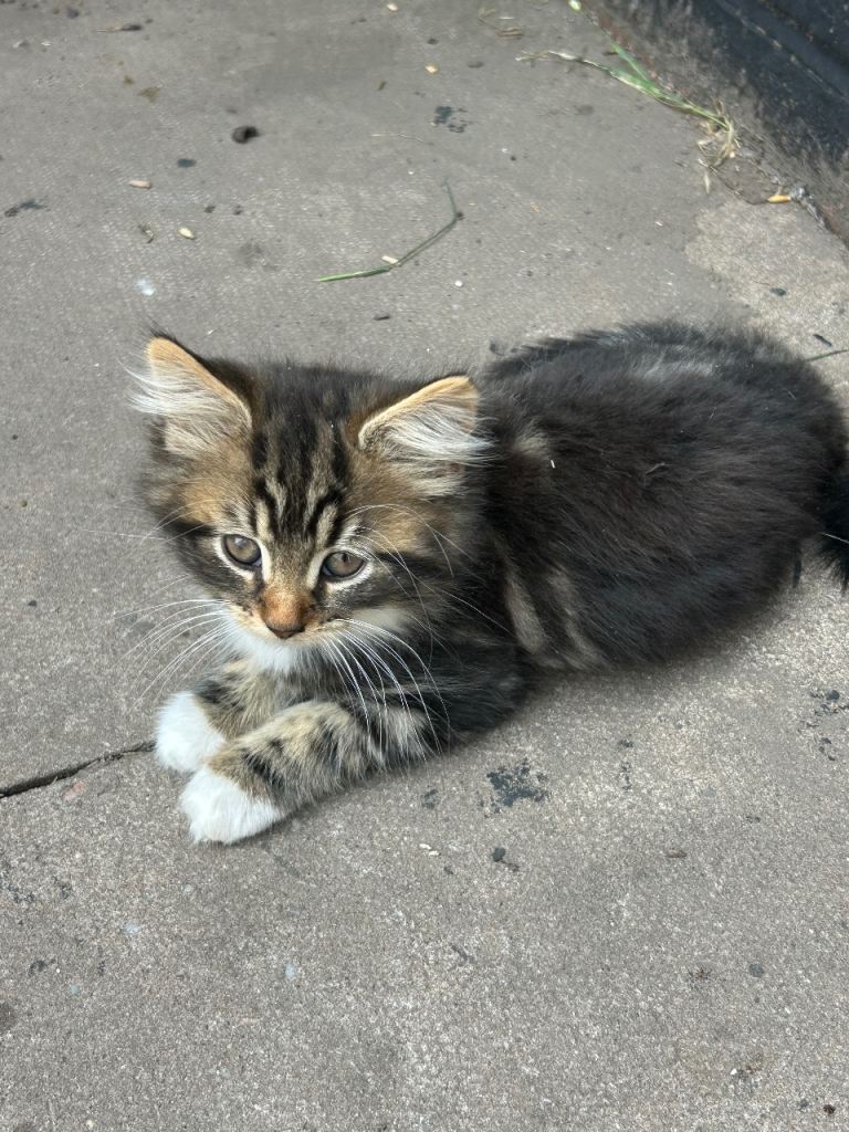 6 beautiful kittens 