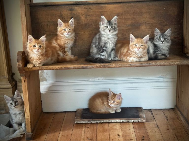 Maine coon kittens 