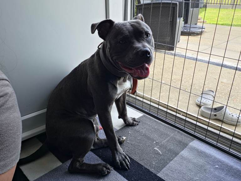 Rocco blue staffie 