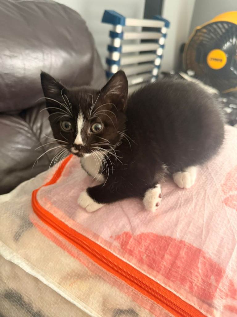 Two beautiful black and white kittens 