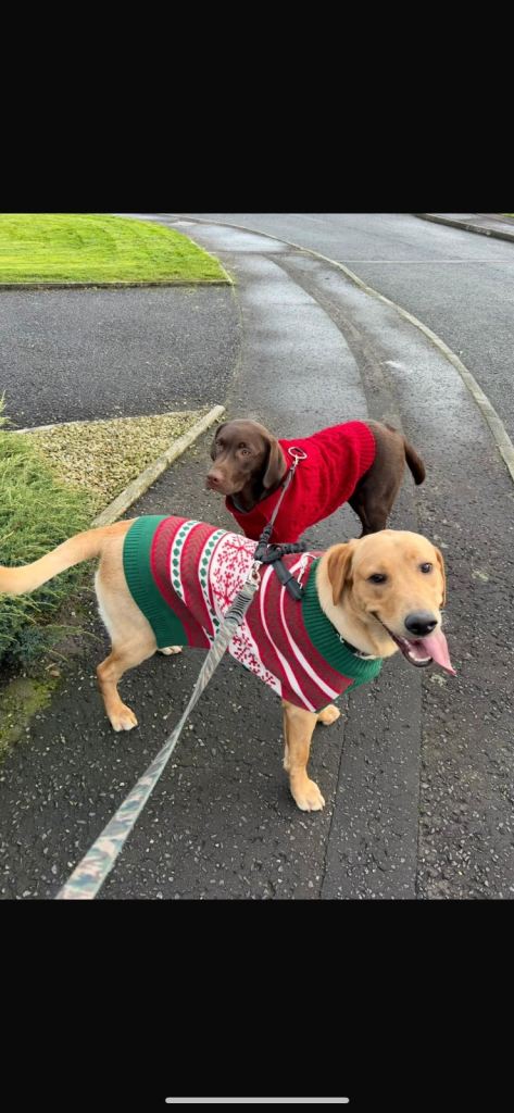 KC Registered & Pedigree Labrador Dogs – Loving Homes Only