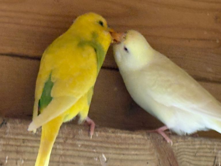 Beautiful Budgerigars for Sale