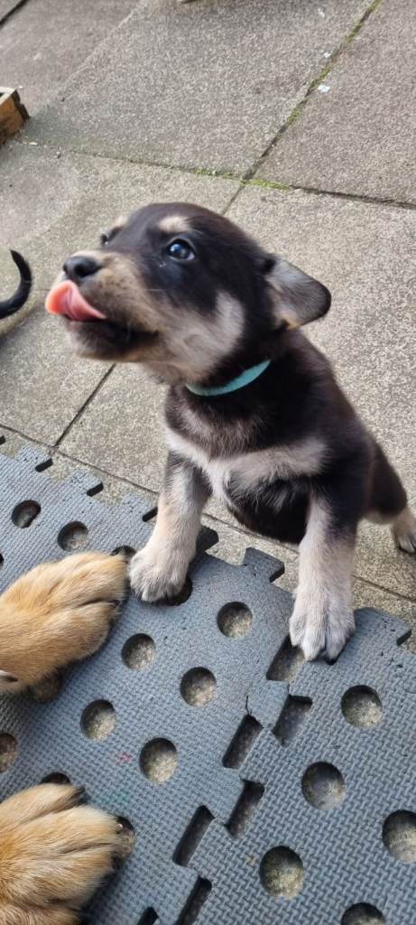 Husky x chocolate labrador puppies 