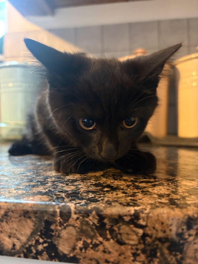 Kitten 