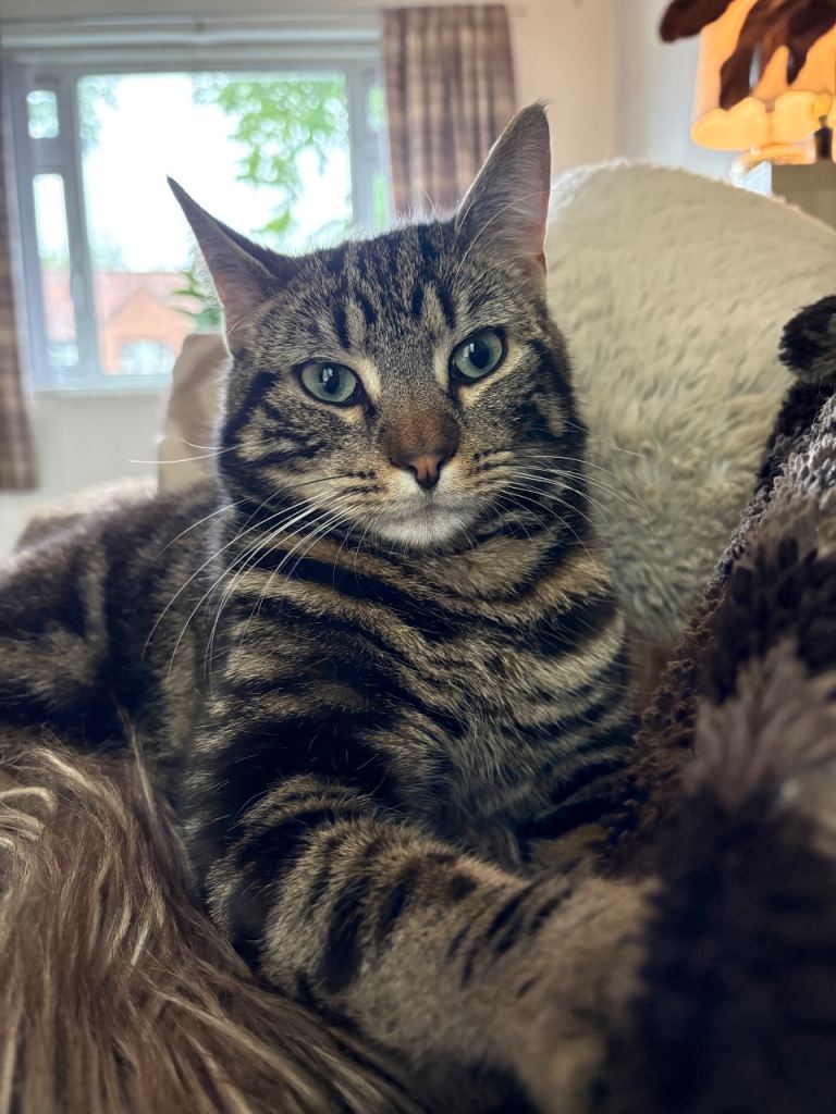 8 month old cat 