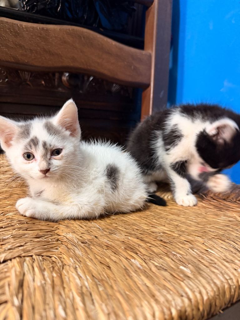 Adorable kitten for sale 
