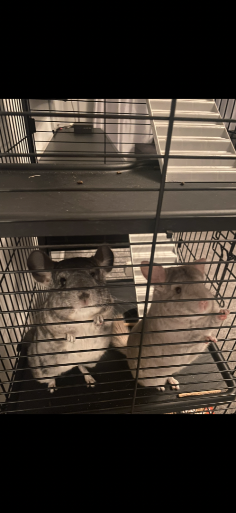 Two male bonded Chinchillas - age 2 