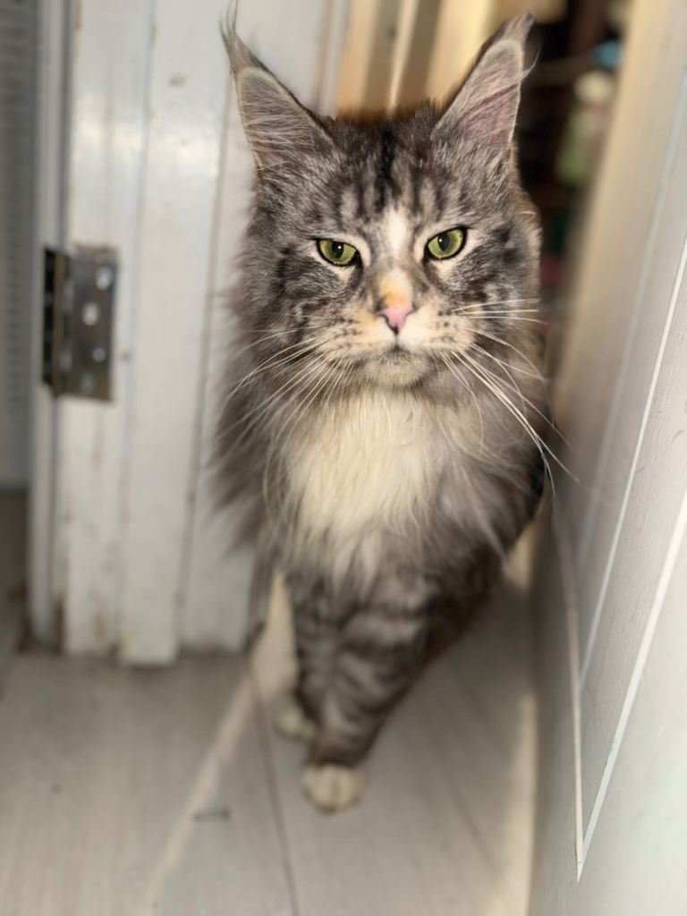 Purebred Maine Coon For Sale
