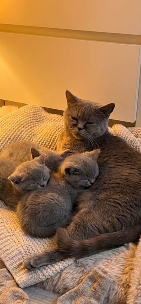 4 blue British shorthair kittens (girls ) for sale