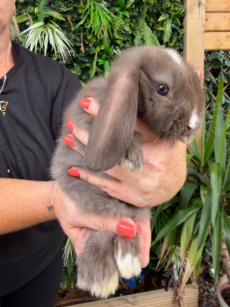 Baby rabbits 