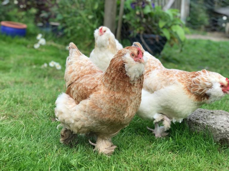 Rural detached house wanted to rent long term by quiet married couple 