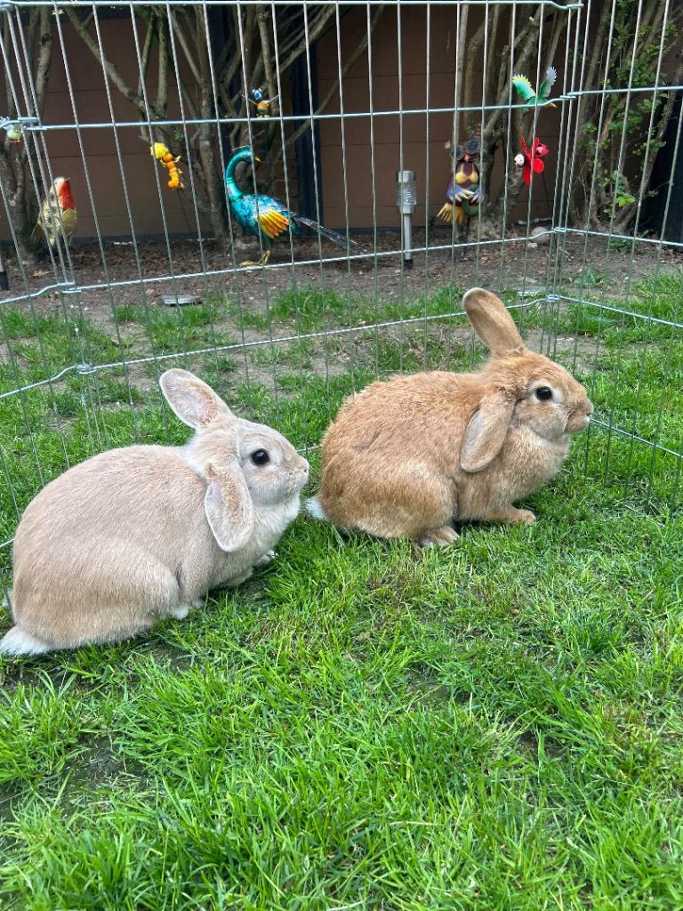 Rabbits for sale