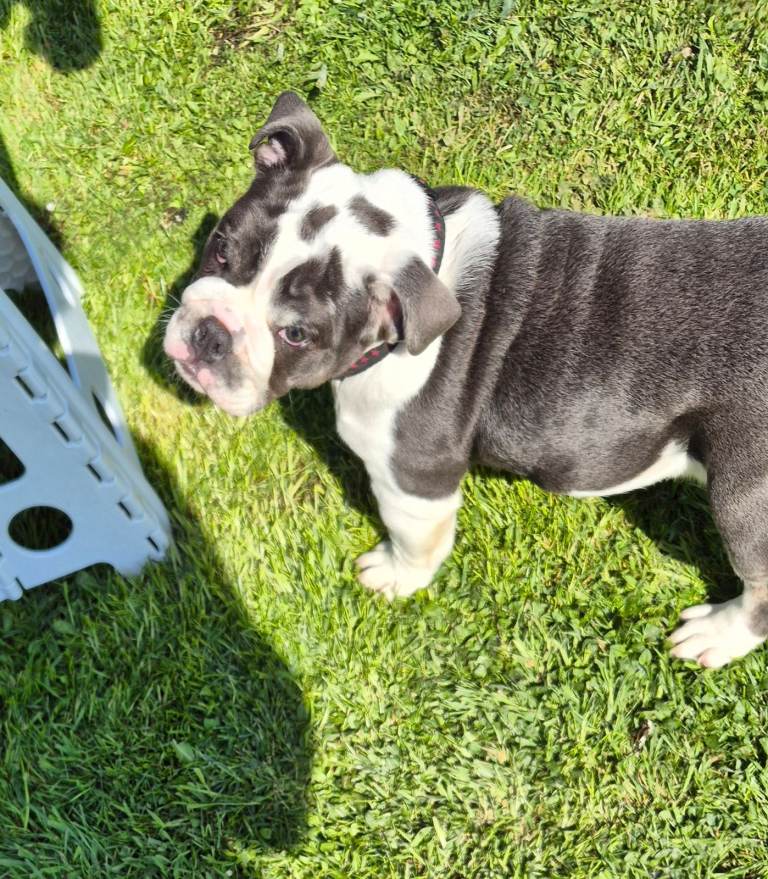 Beautiful Female British Bulldog Puppy
