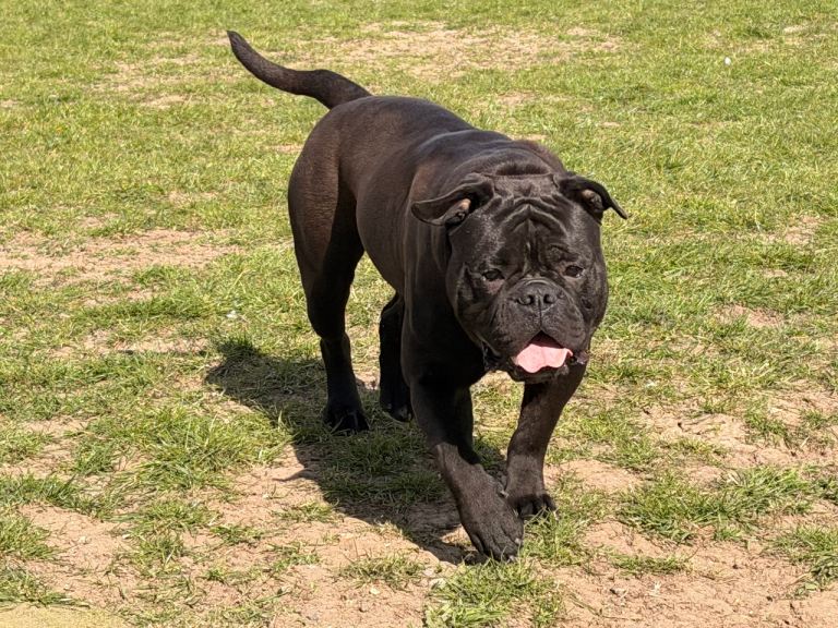 Stunning bulldog female 