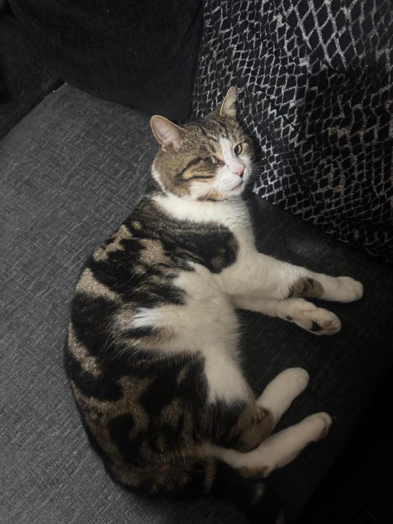 3 Year Old Male Cat – Vaccinated – Loving Home Needed
