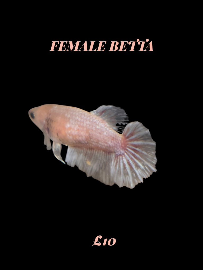 Betta fish 