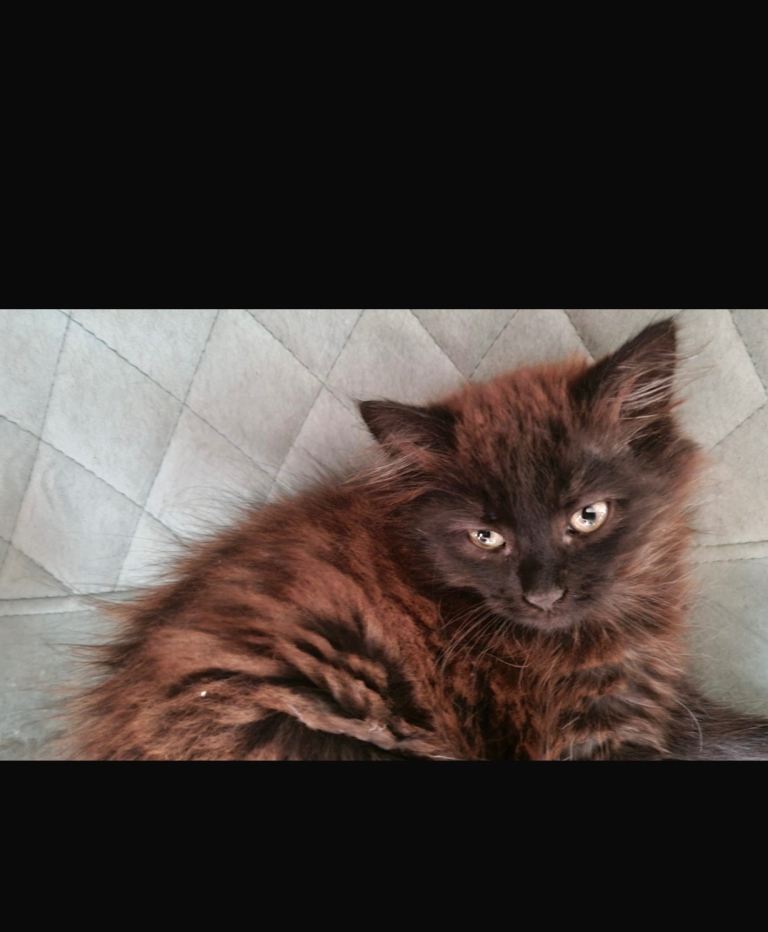  Fluffy black kitten (male)