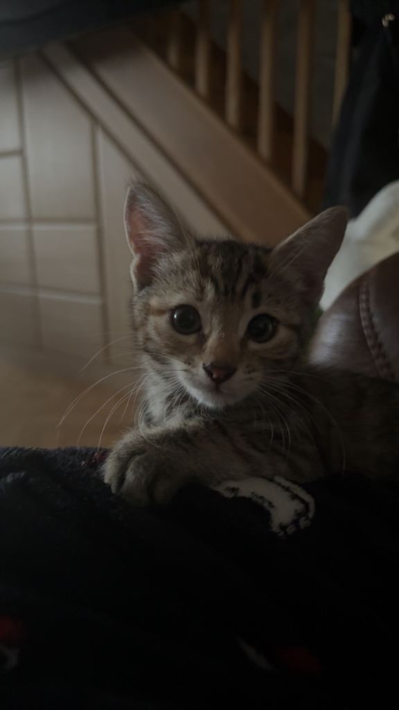 Baby Kittens For Sale 