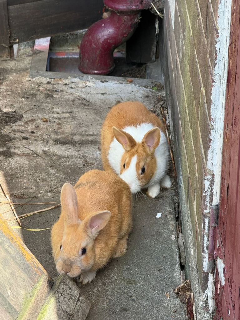2x rabbits