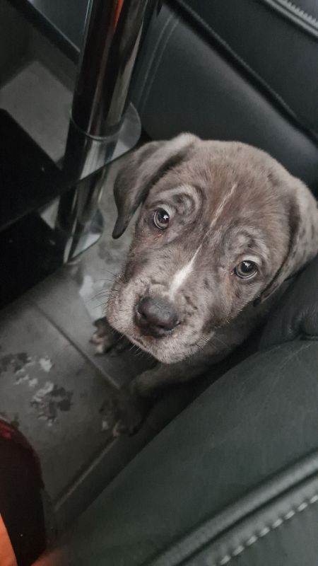 Cane corso blue bloodline 