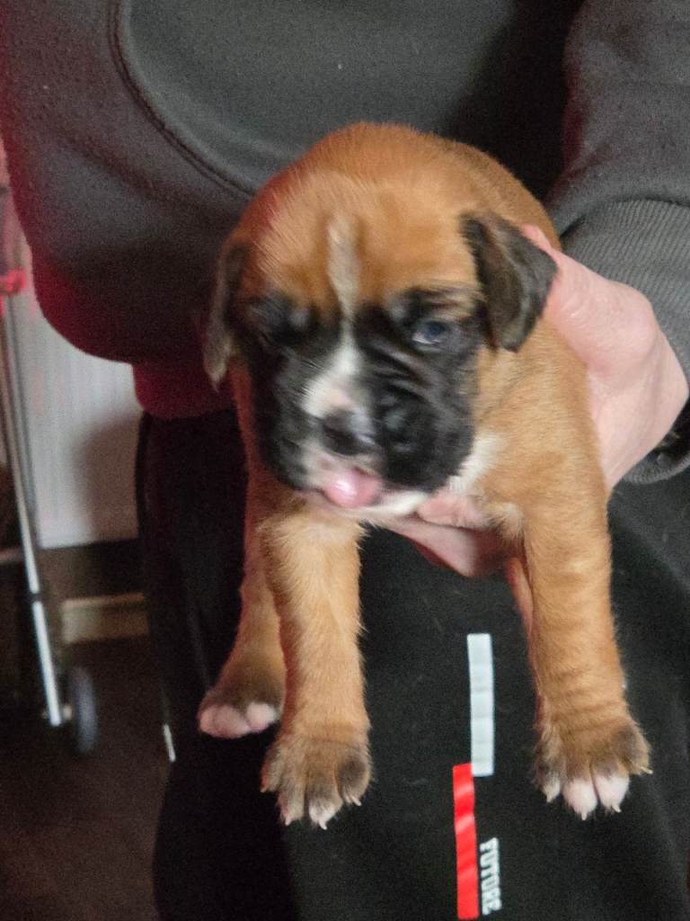 Kc boxer puppies for sale