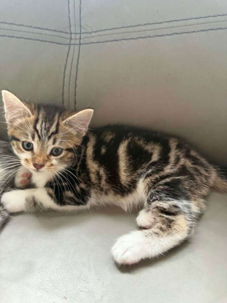 Bengal/maine coon cross