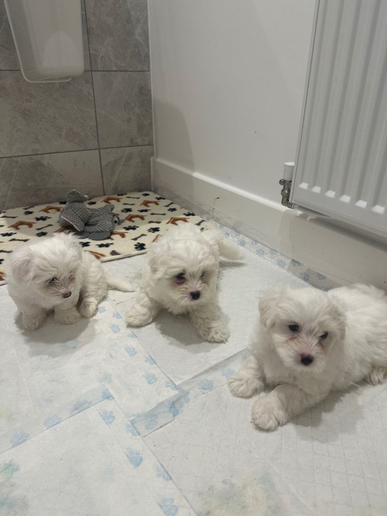 Bichon puppy 