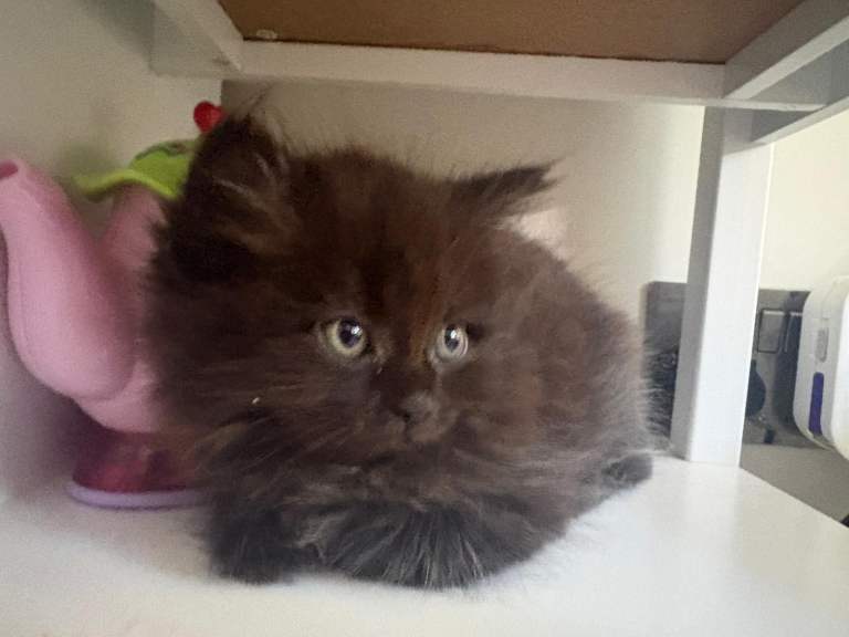 Cross breed Persian  **one Female left**