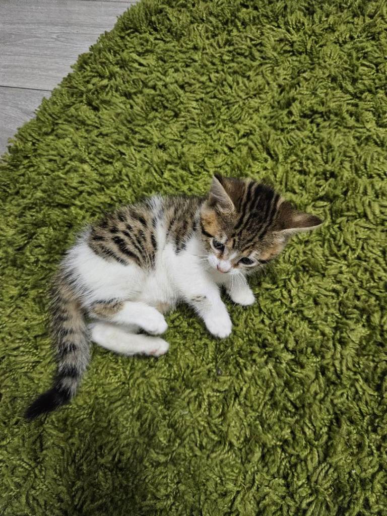 Kittens 