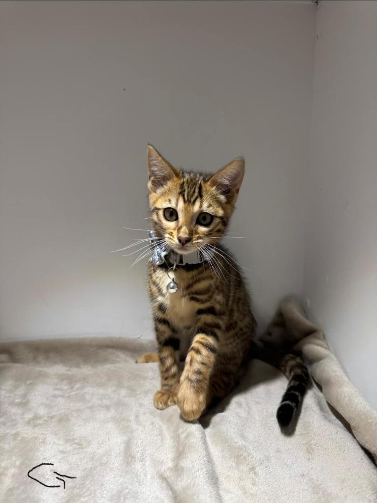 Bengal kittens