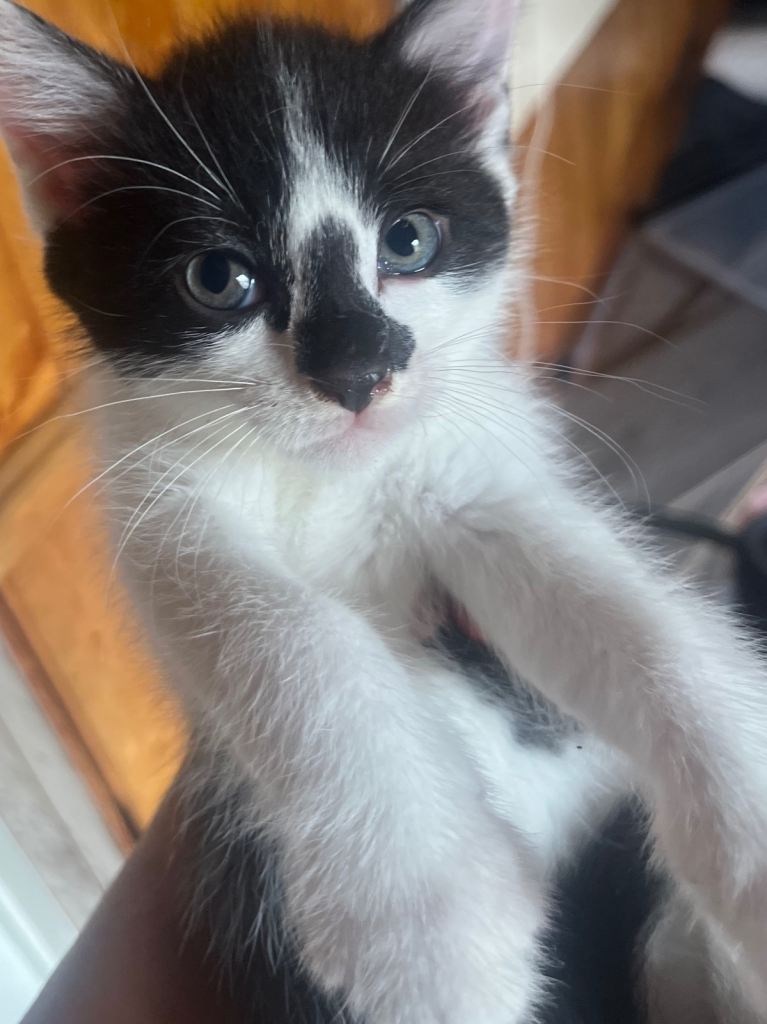 Kittens 
