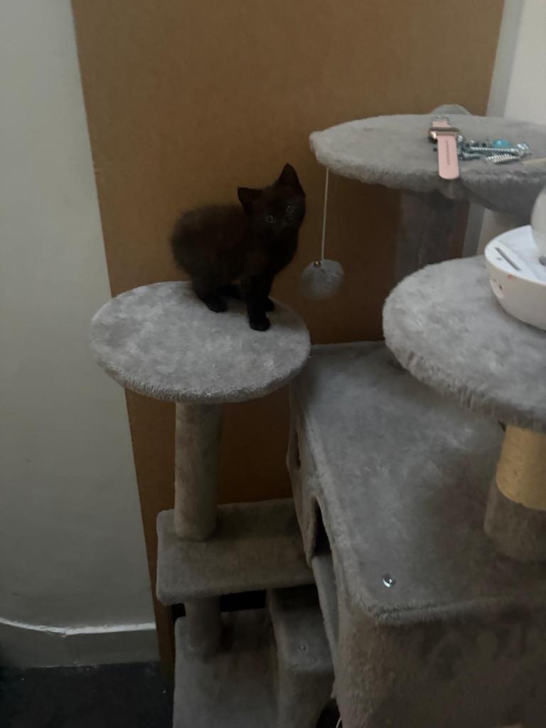 One kitten for sale, chocolate