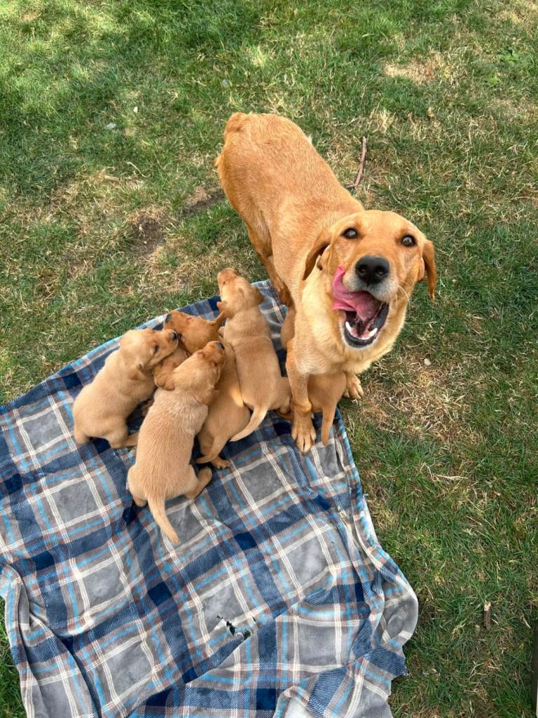 Beautiful chunky lab pups