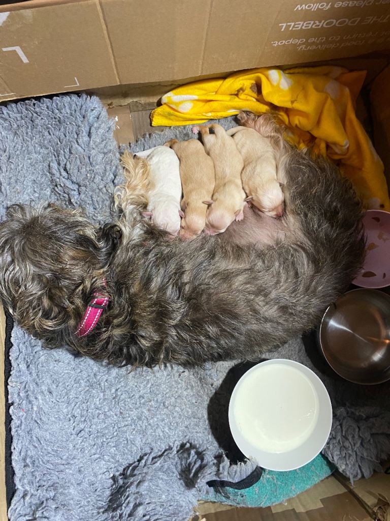 Daxie - CHON puppies for sale 