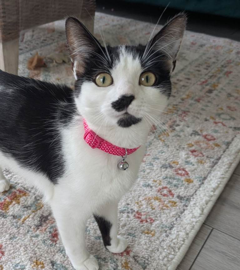 Looking for a loving home