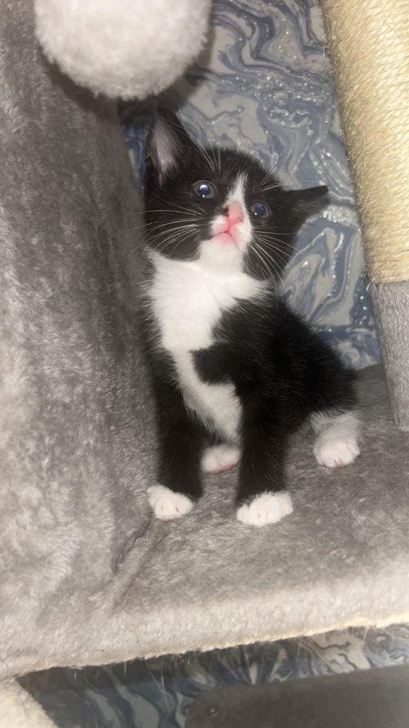 Kittens for sale 