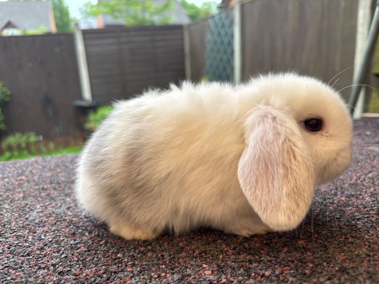 Mini Lops