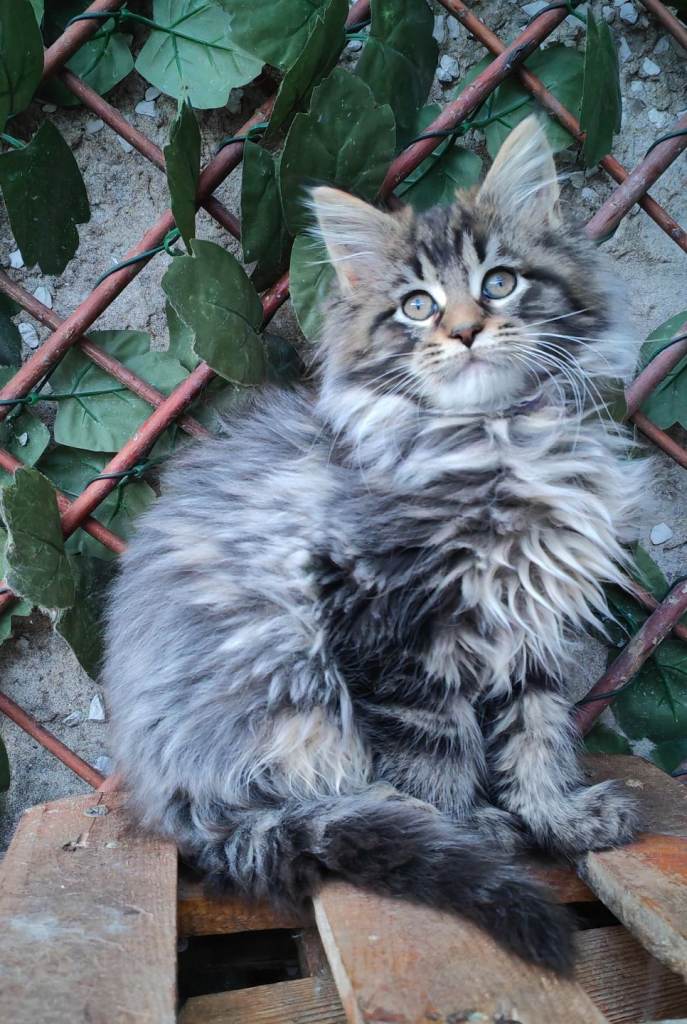 Beautiful Maine Coon kittens 