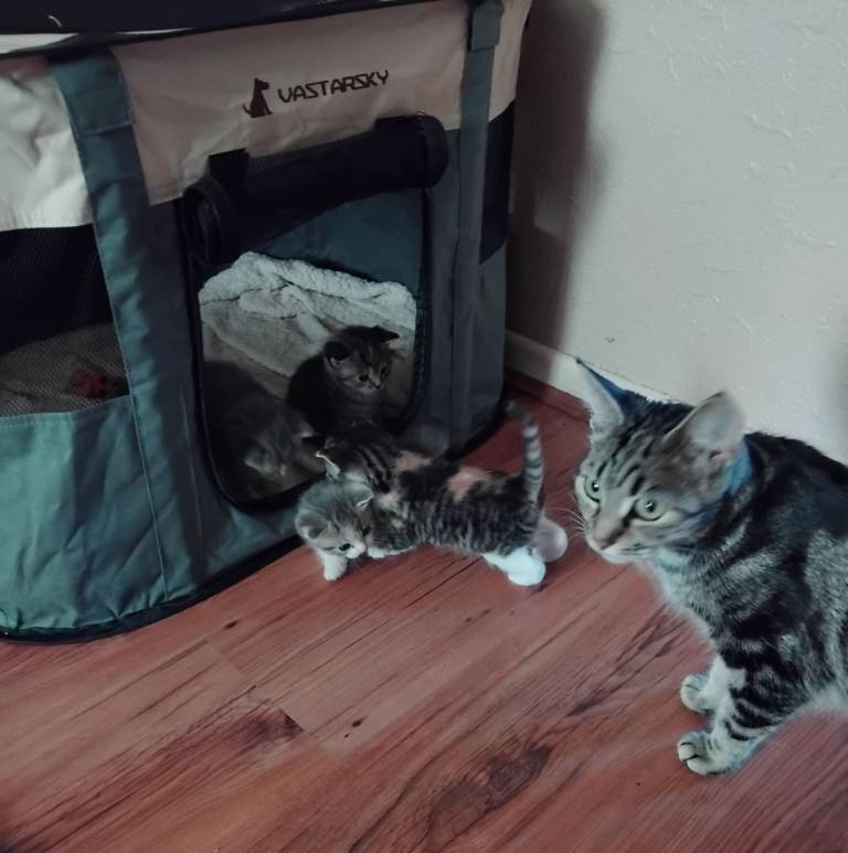 Kittens