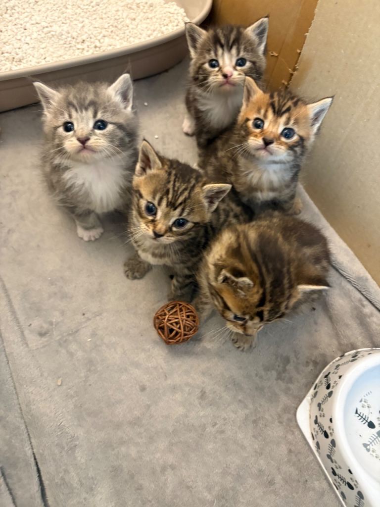 Gorgeous Maine coon x bengal kittens 