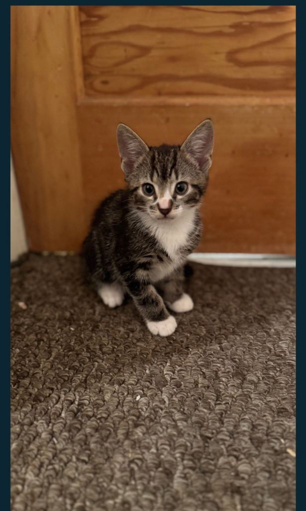 Kitten for sale 