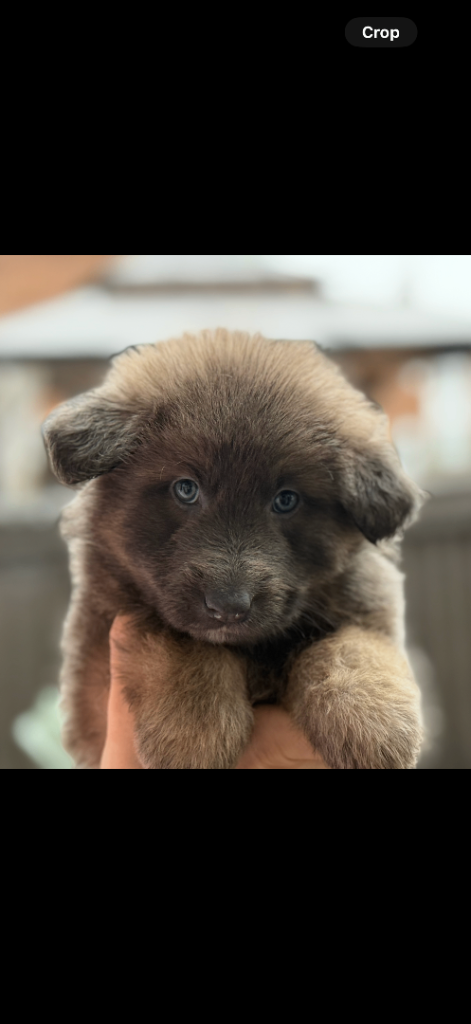 Blue  German Shepard Puppies with blue eyes