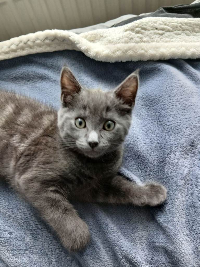 British shorthair boy kitten