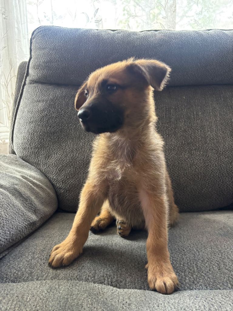Beautiful German X Dutch Shepherd 