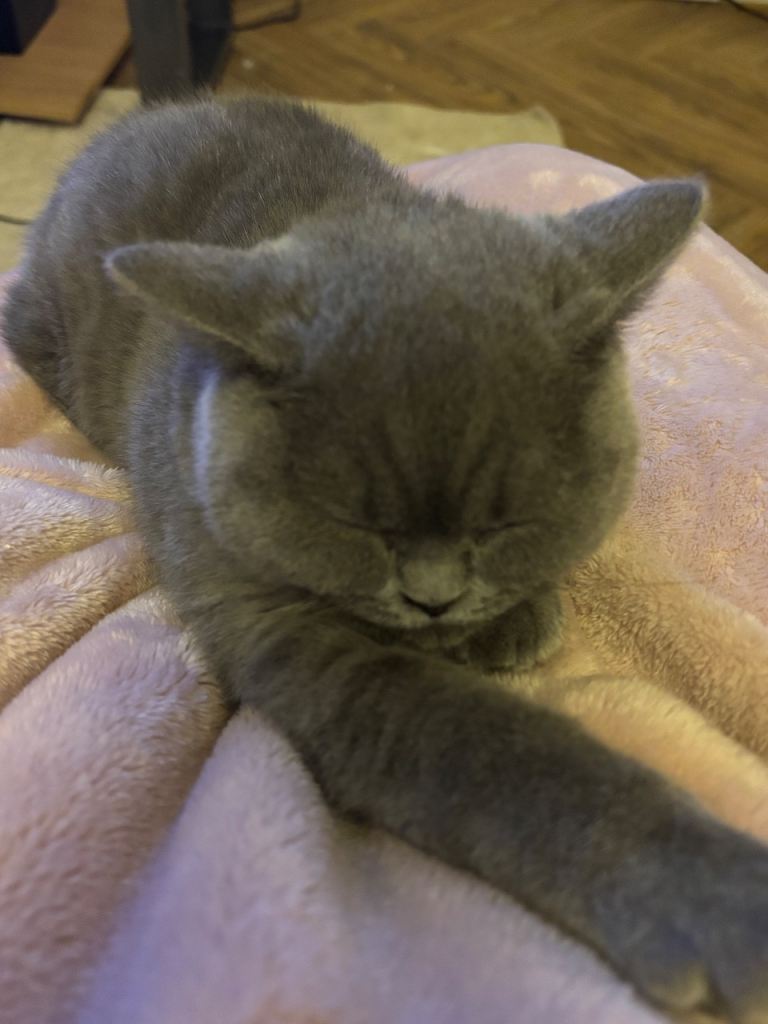 British shorthair female 4 months old 