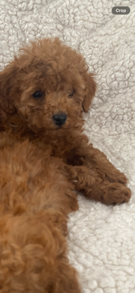 Toy poodle  puppies for sale  1 left now 